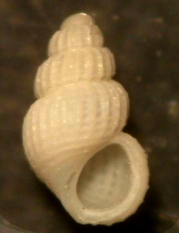 alvania subsoluta?